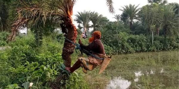 খেজুরের রস সংগ্রহে গাছ প্রস্তুতিতে ব্যস্ত গাছিরা